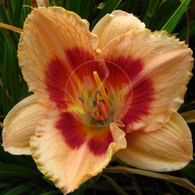 Wineberry Candy IMG_5574 vyrez